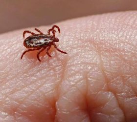 SP registra 18 mortes por febre maculosa em 19 casos confirmados