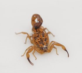 Foto: Divulgação/Governo de SP