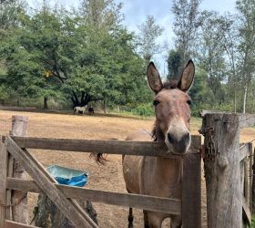 Prefeitura de Limeira tem 16 animais de grande porte disponíveis para adoção no Horto