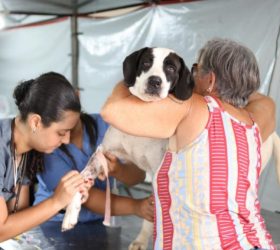 Limeira abre inscrições para mutirão gratuito de castração de cães e gatos