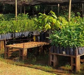 Foto: Divulgação/Prefeitura de Limeira