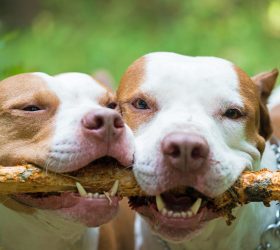 Vereadores de Campinas aprovam, em primeira discussão, projeto que torna obrigatória microchipagem de pitbulls