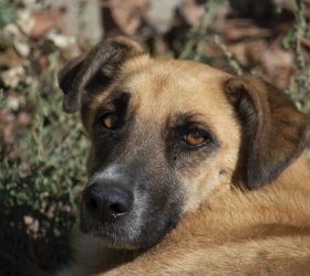 Lei torna crime exercício ilegal da medicina veterinária