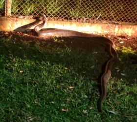 Sucuri de cerca de 5 metros chama atenção ao tentar acessar represa em Cordeirópolis