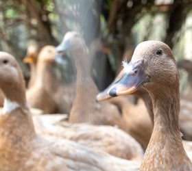 País veta produtos por alimentação forçada de animais, como foie gras